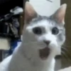 CAT 🩷 29