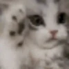GATOS ANIMADOS 😭 5
