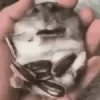 Hamster gifs baixa qualidade  6