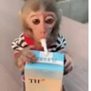 🐵 Monos Monitos Virales 🔥 7