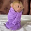 Monos  7