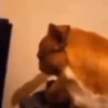 Reações do cão 17