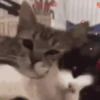 CAT 🩷 23