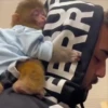 Monkeys 3 16