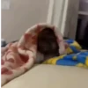 Más monitos  2