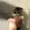 Cute Cat's 🐱🐾❤️ 11
