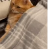 Reacciones gatunas🐱🤪 10
