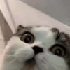 FuNnY CaTs ✨🐱 12