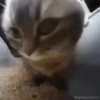 Gatinhos little cats 17