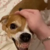 🐶Reacciones de Perritos🐶 12