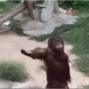Macacos  12