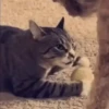 Reacciones gatunas🐱🤪 5