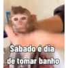 Macaquinho vida Loka 🫨 9