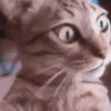 🐱Michitos randoms🐱 7
