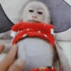 Monitos 10