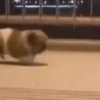 Animalitos cute ✨😸🐾 8