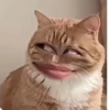 Gatos memes 5