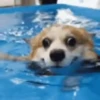 Reações do cão 22