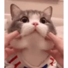 CAT 🩷 6