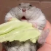 Hámster🐹⭐ 10