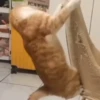 🔥 TIKTOK RAMDON 1.6📱 13
