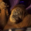 Reações de macaquinhos 🤣 12