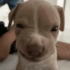🐶 PERRITOS VIRALES 🐶 12