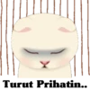 Cute cat 30