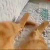99% cats 5