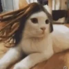 🐱Michitos randoms🐱 12