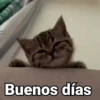 🤎Gatitos con Frases⓷🐈‍⬛😼 12