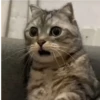 Gatos memes 10