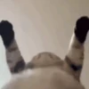 🐈‍⬛🐱🧶 GATOS | CATS 4 🧶🐱🐈‍⬛ 16