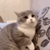Reacciones gatunas🐱🤪 22