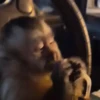 🎵 TIKTOKeando 30🎵 15
