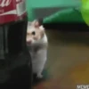 🐹✨️REACCIONES HAMSTER FUNNY✨️🐹 11