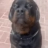 Reações do cão 18