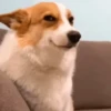 🐶Reacciones de Perritos🐶 11