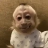 Monitos bonitos 5❤️🐵✨ 14