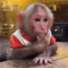 Macacos  14