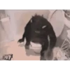 Monkey 29