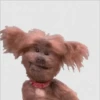 Anjing lucu 16