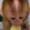 🧿Monkey🐒Changuitos🐵 9