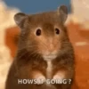 Hamster 🐁🩷🐀 15