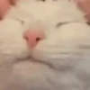 Random Cat's🐱🐾 17