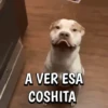 🐶Reacciones de Perritos🐶 10