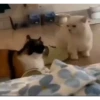 99% cats 10