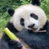 Panda 🐼 14