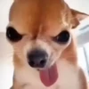 Animalitos cute ✨😸🐾 17