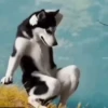 Animais Engraçados | Memes 🐾 7